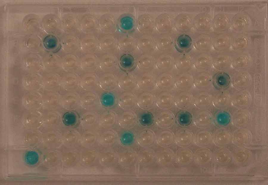 12 positive wells coliforms MPN 33