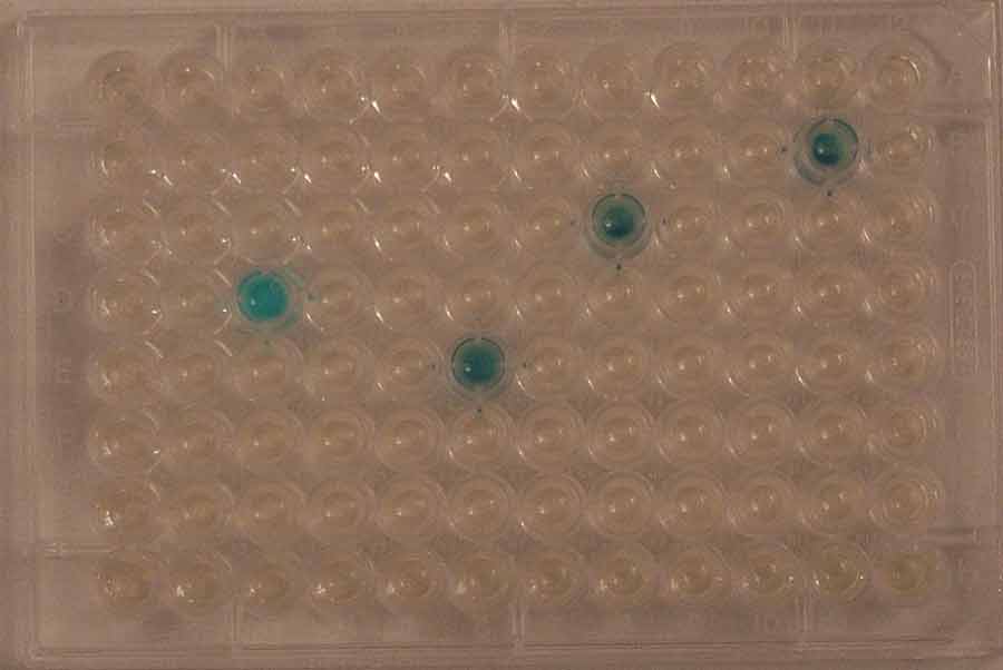 4 positive wells coliforms MPN 11
