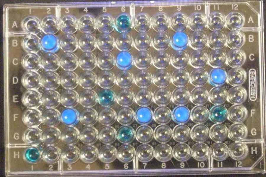 7 positive wells for E coli MPN 19
