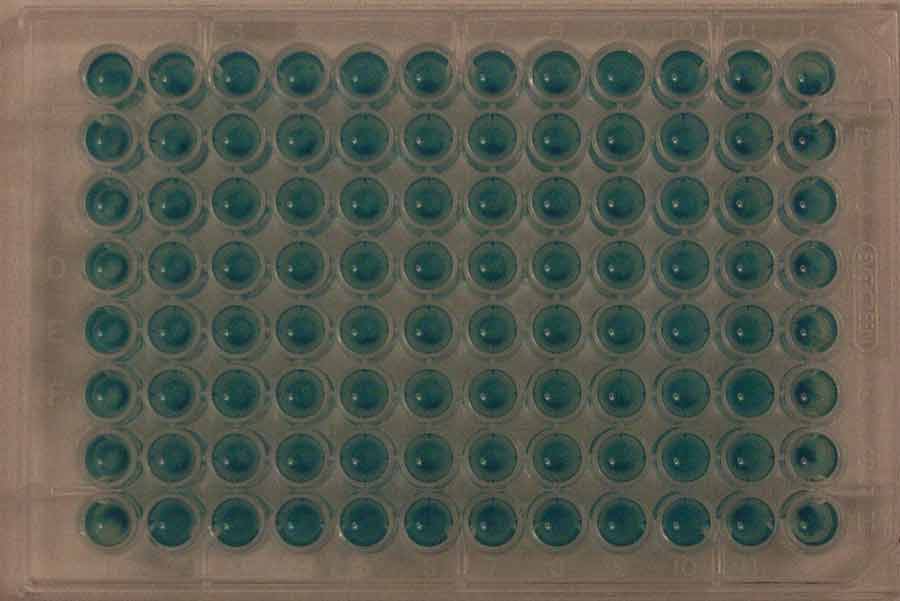 96 positive wells coliforms MPN greater than 2424