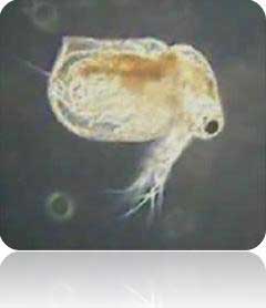 acute Ceriodaphtox ToxcityTest