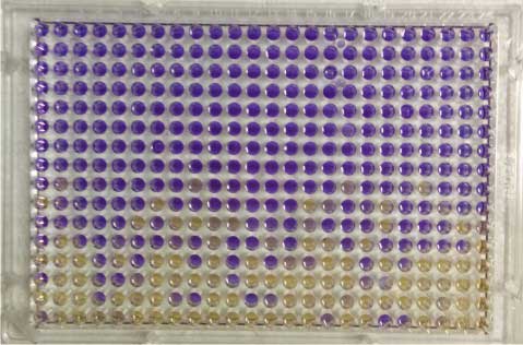 ames 384 ISO Test plate