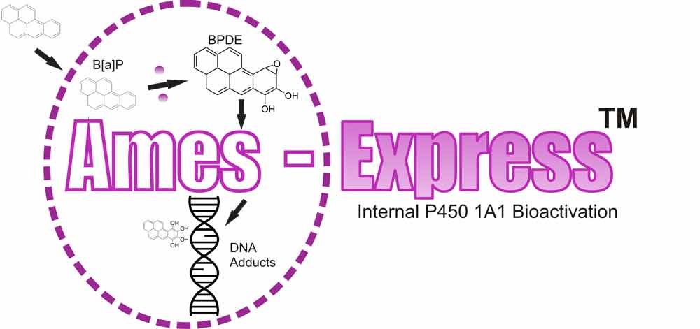 ames Express P450 1A1 logo