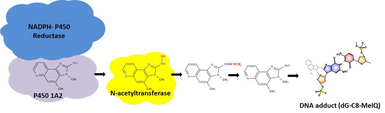 ames Express P450 1A2 Bioactivation of MeIQ
