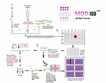 ames MOD ISO MutagenicityTesting FlowChart