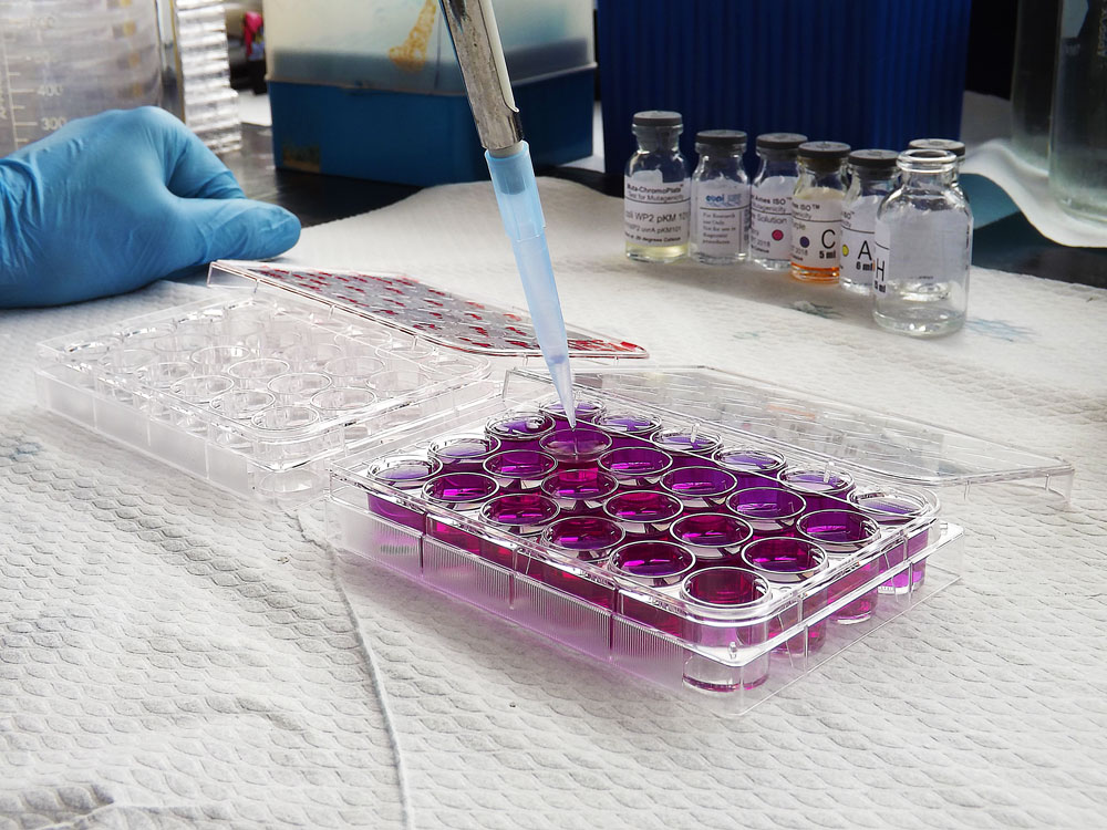 ames 384 ISO Mutagenicity testing