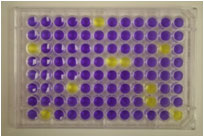 ames Test Background Plate