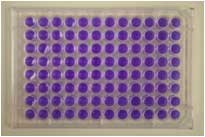 ames Test Blank Plate1
