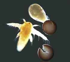 artemia Toxicity Test