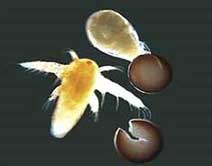 artemia ToxicityTest