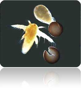 artemia ToxicityTesting
