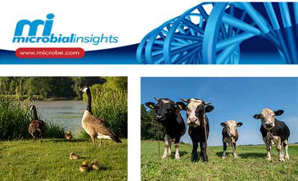 bacterial monitoring characterization