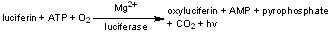 bacterial monitoring luciferase equation