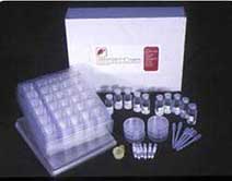 daphnia Magna TestPresentation