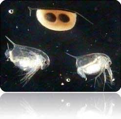daphnia Magna ToxicityTesting