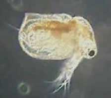 daphnia toxicity ceriodaphnia