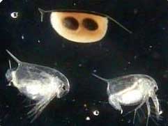 daphnia Toxicity Test