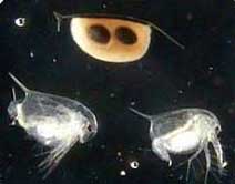 daphnia ToxicityTest