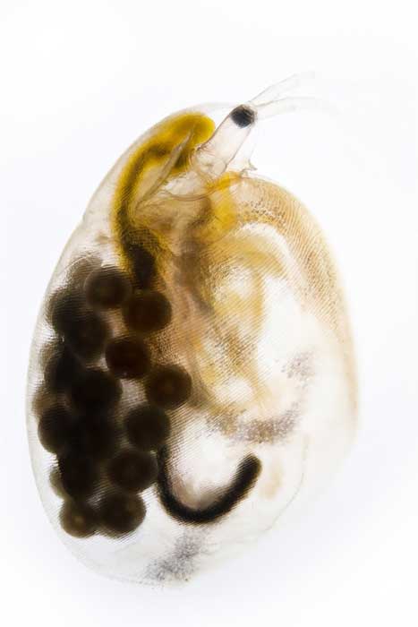 direct toxicity daphnia magna test