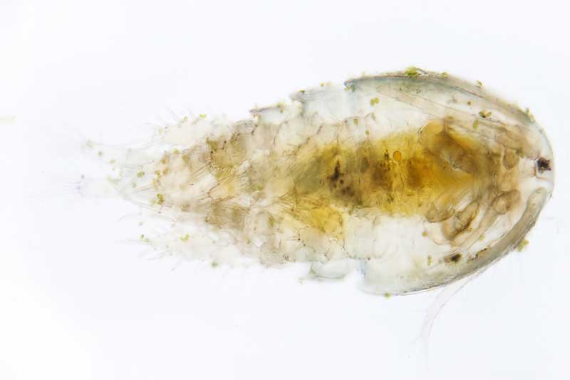 direct toxicity ostracod test