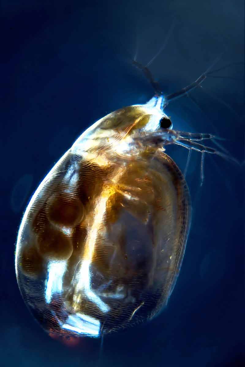 direct toxicity tests Daphnia