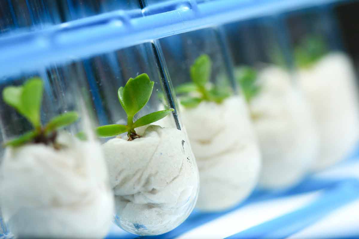 direct toxicity tests labplants testtubes