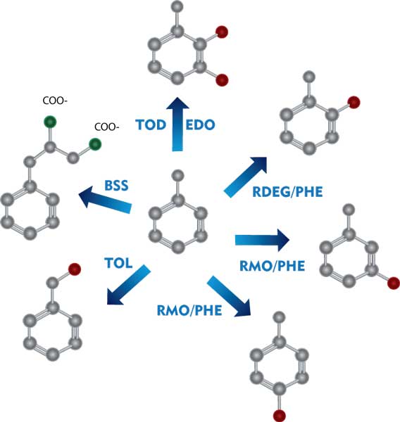 dna analysisCharacterization BTEX bac