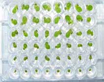 duckweed ToxicityTest TK63