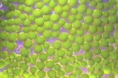 freshWater Marine Toxicity Tests