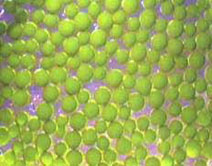 freshWater Marine ToxicityTests