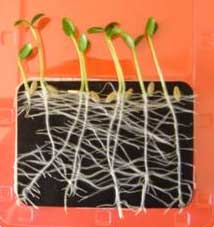 germination Toxicity Test Phytotox