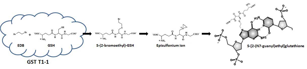 gst T1 1 bioactivation of EDB