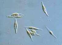 marine Algae Toxicity Tests