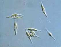 marine Algae ToxicityTests