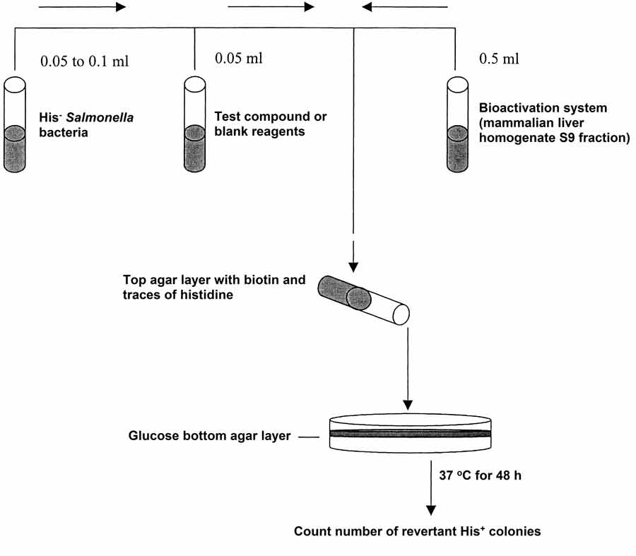 mutagenicity testing BasicAmestestmethod