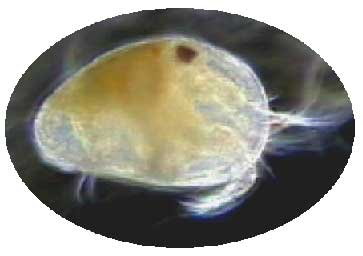 ostracod ToxicityTest