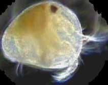 ostracod ToxicityTesting