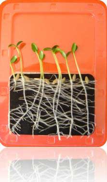 phytotest ToxicityTest Kit TK62