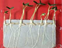 phytotoxicity TestingKit