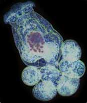 rotifer RotoxkitF toxicity test
