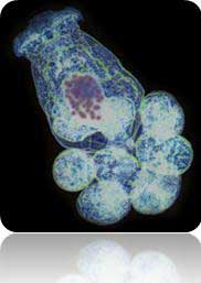 rotifer RotoxkitF ToxicityTesting