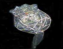 rotiferM rotoxkitM ToxicityTesting