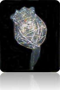 rotiferM rotoxkitM ToxicityTests