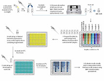sos ChromoTest GenotoxicityTesting Flow Chart