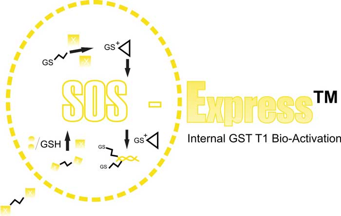 SOS Express Strain GST T1 1