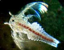 thamnocephalus Platyurus Rapid ToxicityTest TK37