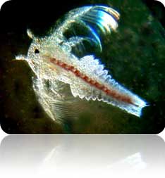 thamnocephalus Platyurus Rapid ToxicityTesting