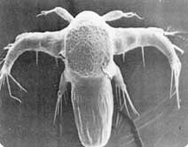 thamnocephalus Platyurus ToxicityTest