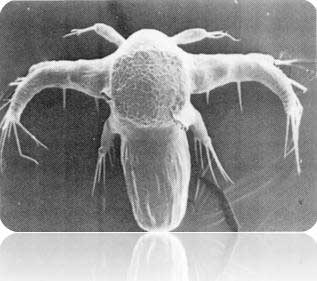 thamnocephalus Platyurus ToxicityTesting
