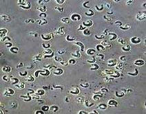 tk41 algal FreshWater Toxicity Test